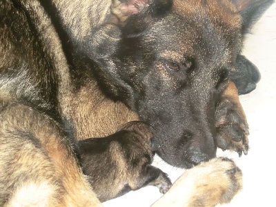 des Montagnes des Loups Noirs - Les bébés sont là!