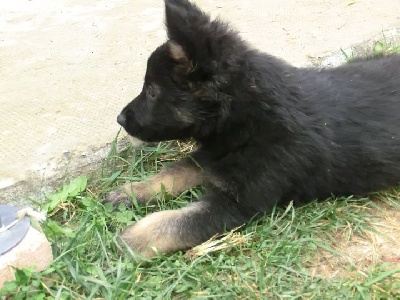 des Montagnes des Loups Noirs - plus de bébés à la maison!