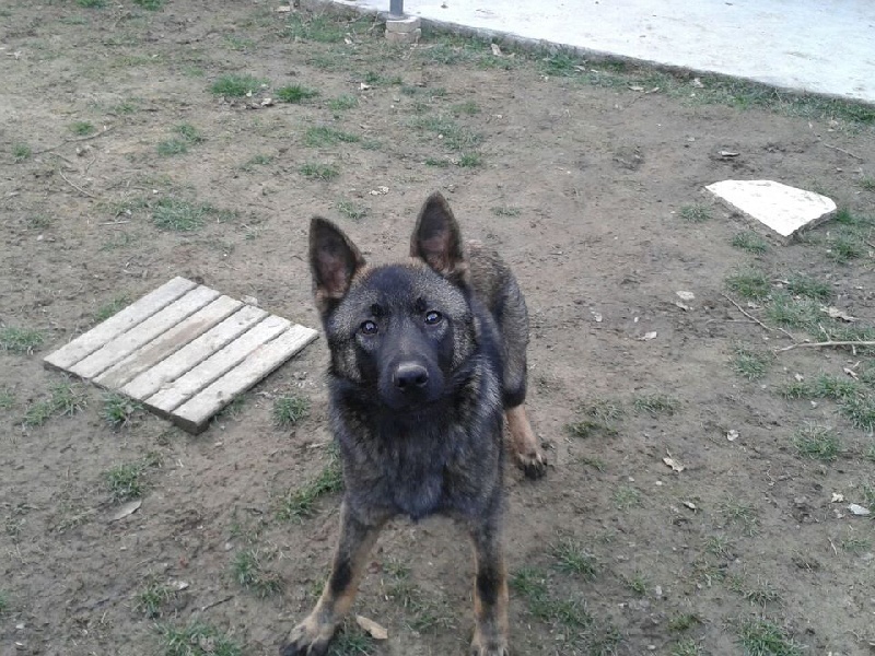 Hans des Montagnes des Loups Noirs