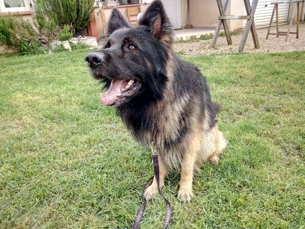 Honyx des Montagnes des Loups Noirs