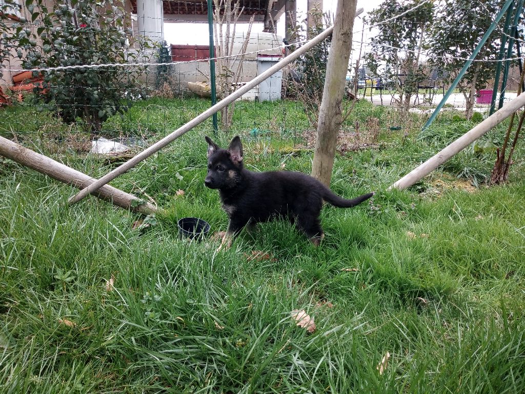 des Montagnes des Loups Noirs - Plus de chiot disponible