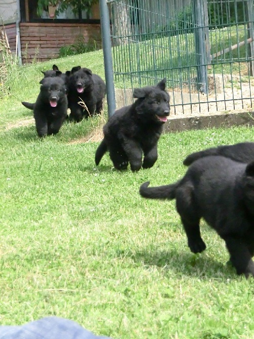 des Montagnes des Loups Noirs - Confirmation de gestation