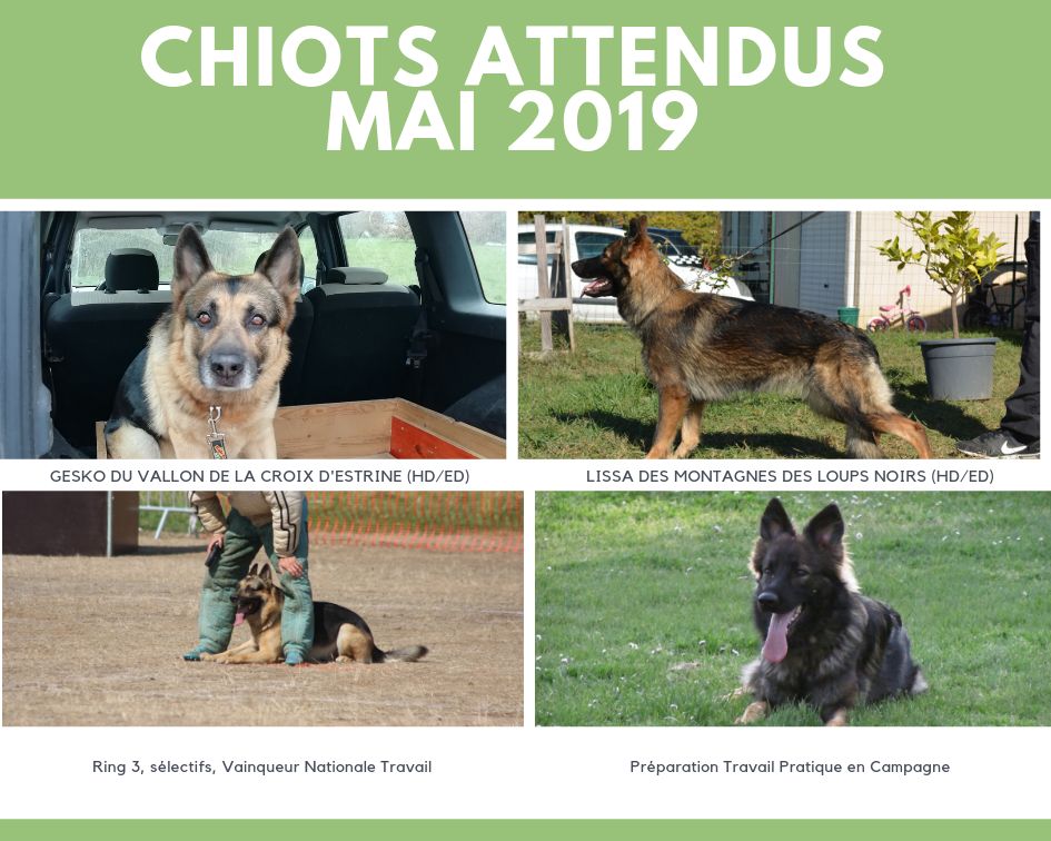 chiots attendus mai 2019