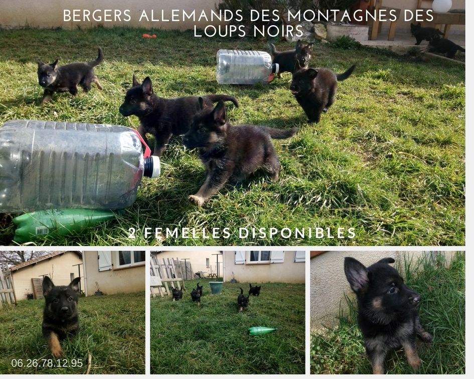 des Montagnes des Loups Noirs - 2 femelles disponibles