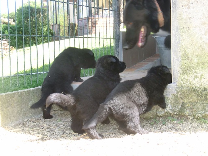 des Montagnes des Loups Noirs - Chiots Bendjy/Guiness