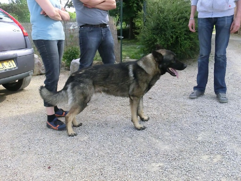 Chiens issus de Eska du Château du Paradis