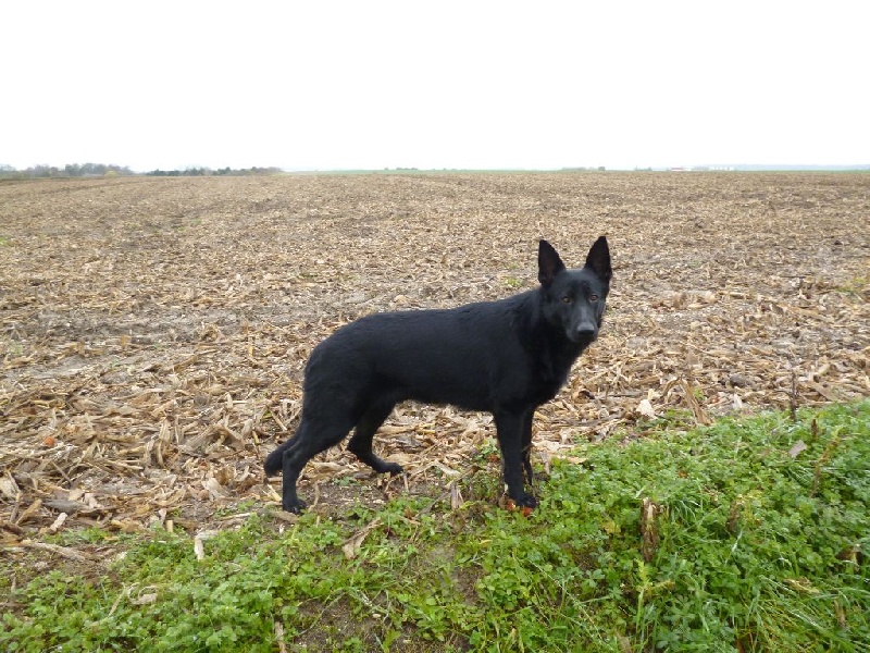 Chiens issus de Bendjy des Wallabies
