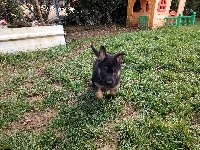 Ottis
